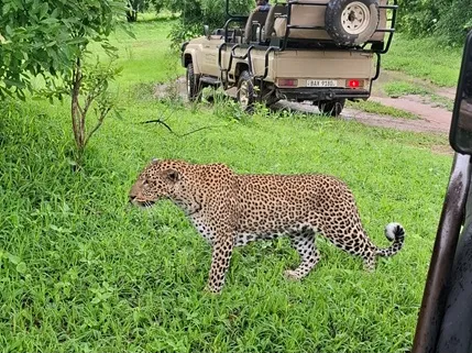 leopard walks behind a safari vehicle
