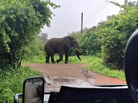 bull elephant walks on a dirt road with green bush