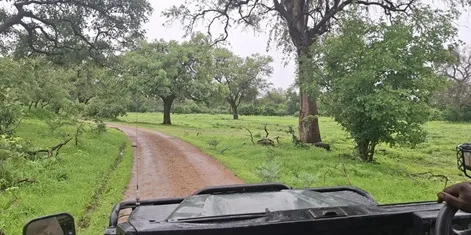 view from a car driving on a muddy road in the game park