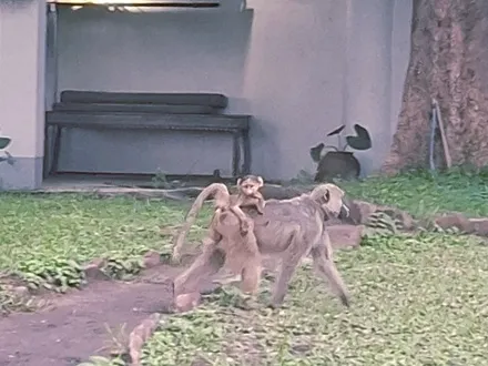 baboon walking on path with baby sitting on back