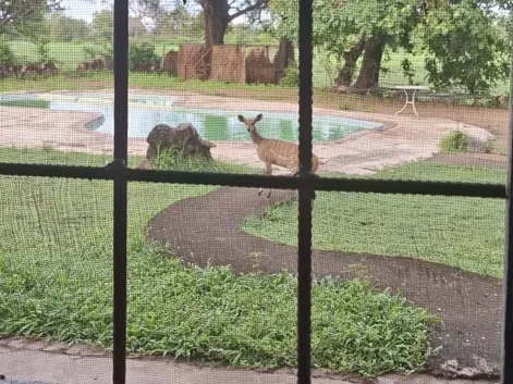 impala standing next to a pool as seen through a screen window