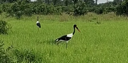 two saddle billed storks wading in tall green grass