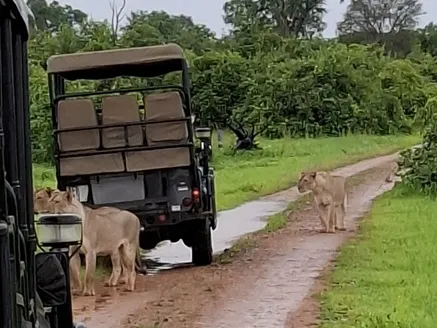 two lions walking between safari vehicles on a muddy road
