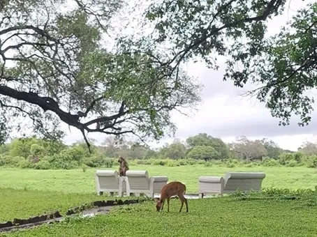 impala grazing next to white outdoor seating in zambia
