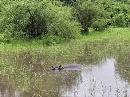 hippo submerged in a flooded grassland
